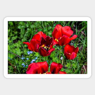 Flowers blooming in the garden. Sticker